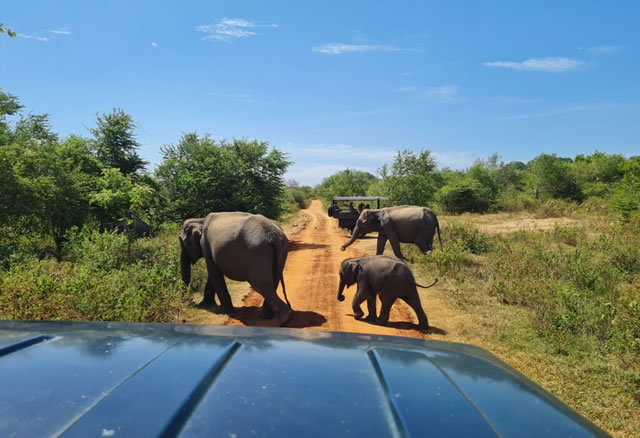Elephant Safari